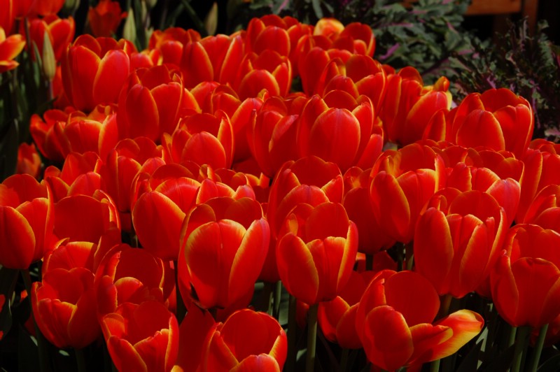 DSC_0087.JPG
