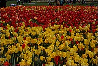 DSC_0011.JPG