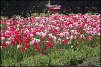 DSC_0057.JPG