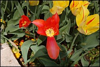 DSC_0080.JPG