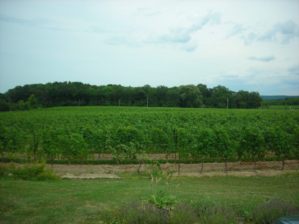 DSCN0940.JPG