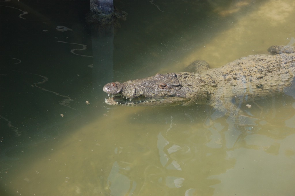 DSC_0035.JPG