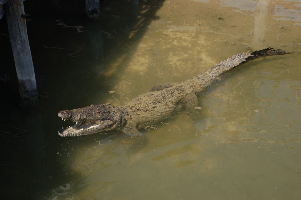 DSC_0039.JPG