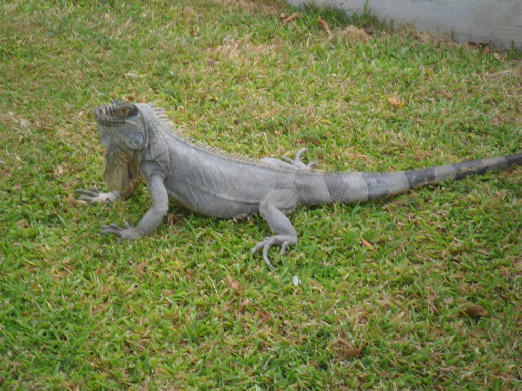 SAM_0176.JPG