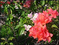 SAM_0146.JPG