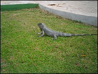 SAM_0175.JPG