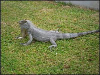 SAM_0176.JPG