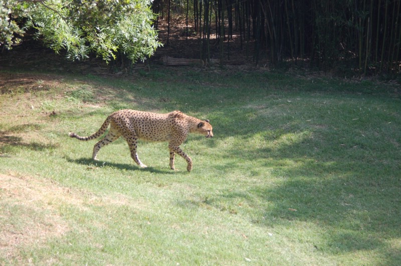 DSC_0005.JPG