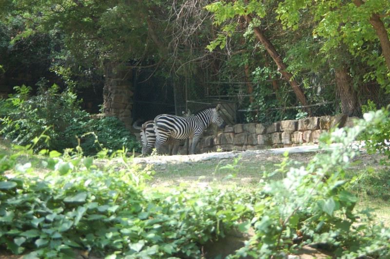 DSC_0018.JPG