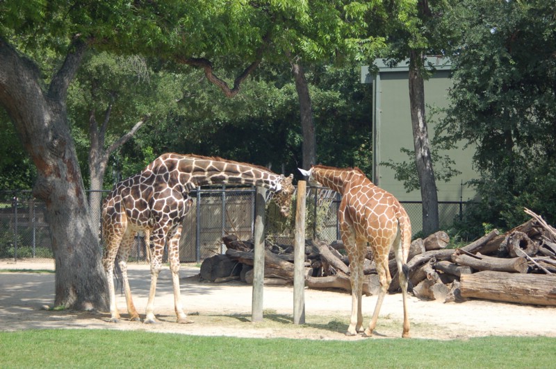 DSC_0026.JPG