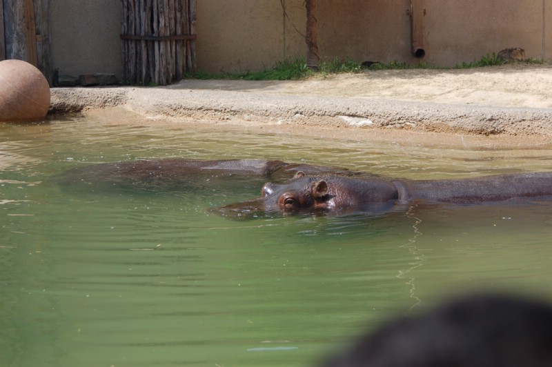 DSC_0031.JPG