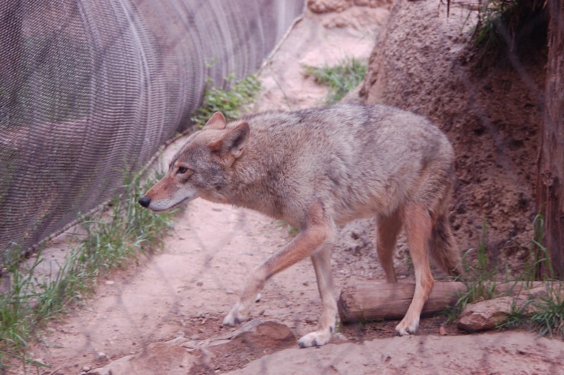 DSC_0061.JPG