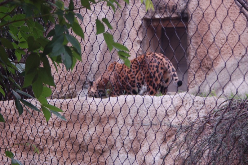 DSC_0064.JPG