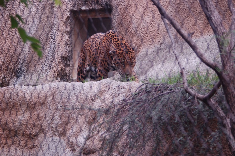 DSC_0065.JPG