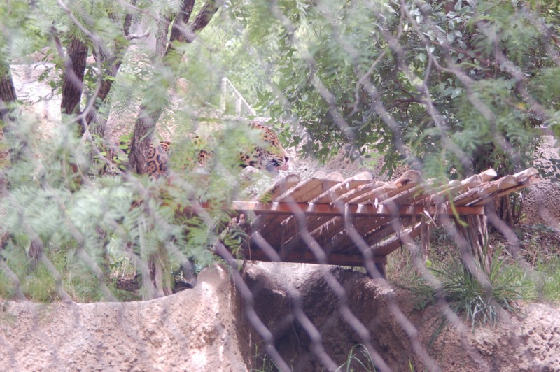 DSC_0066.JPG