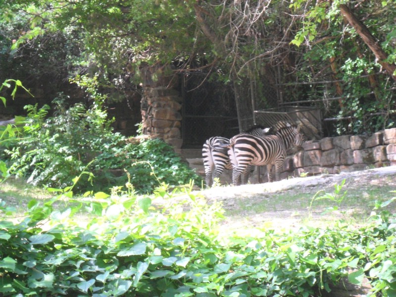 SAM_0207.JPG