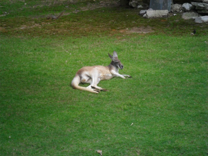 SAM_0242.JPG