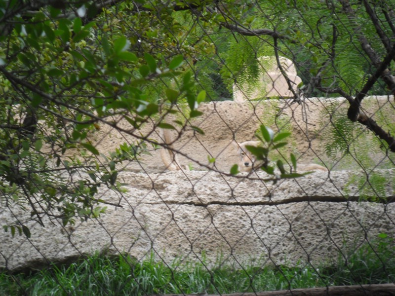 SAM_0248.JPG