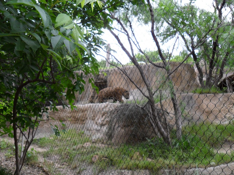 SAM_0251.JPG