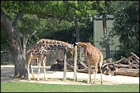 DSC_0026.JPG