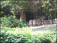 SAM_0207.JPG
