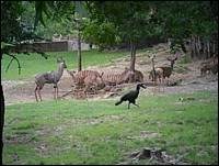 SAM_0229.JPG