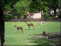 SAM_0230.JPG
