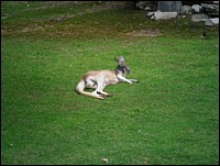 SAM_0242.JPG