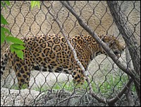 SAM_0252.JPG