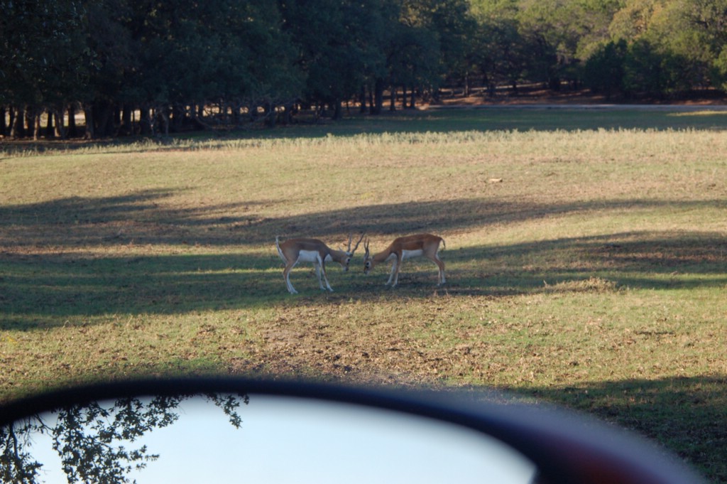 DSC_0009.JPG