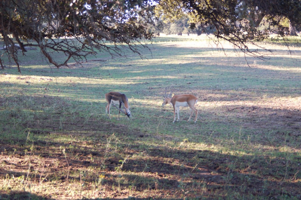 DSC_0010.JPG
