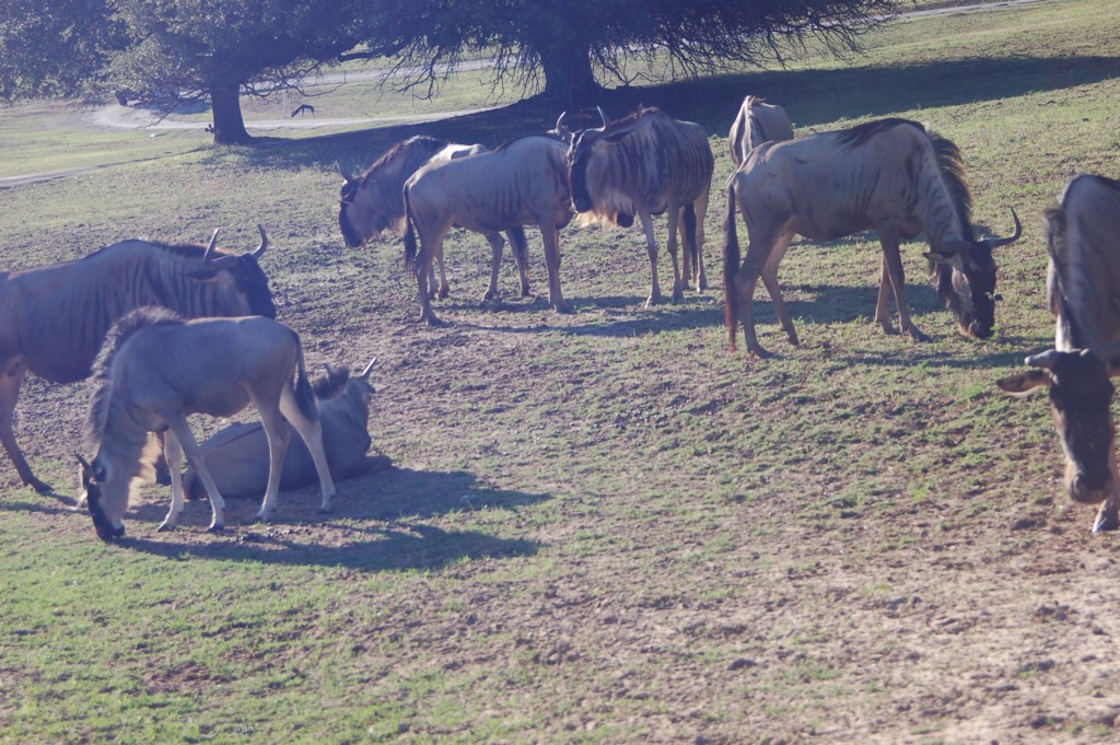 DSC_0015.JPG
