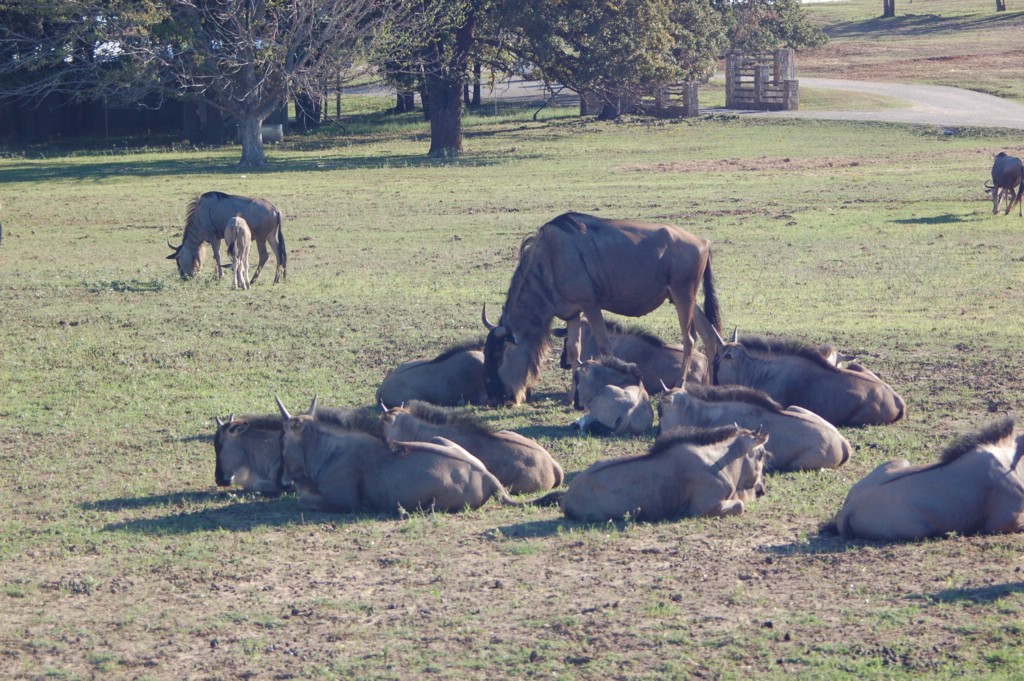 DSC_0019.JPG