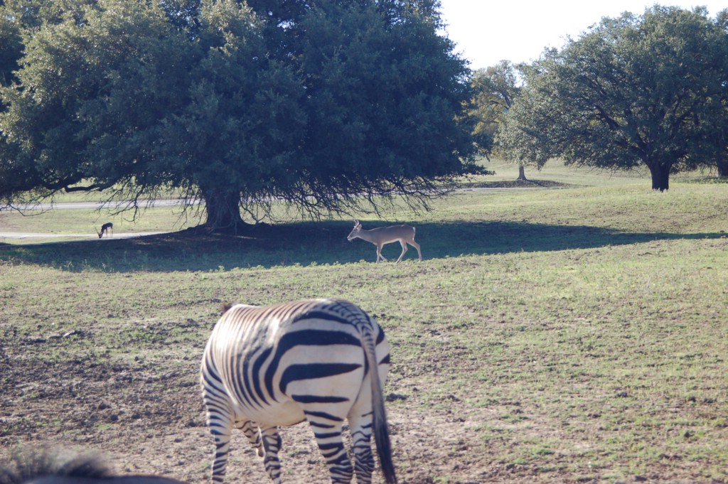 DSC_0020.JPG