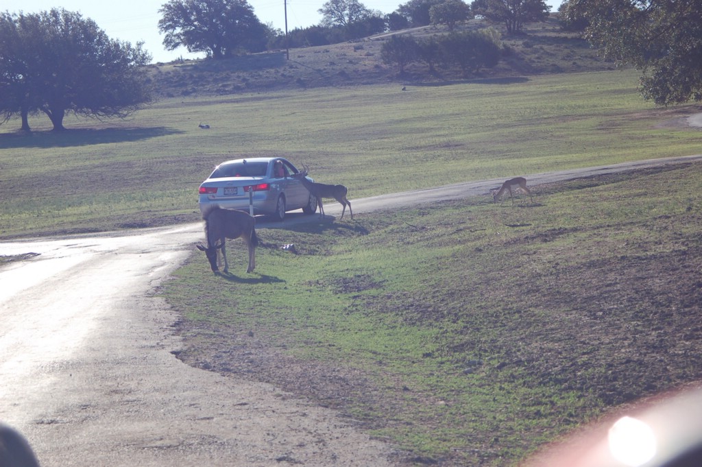 DSC_0023.JPG