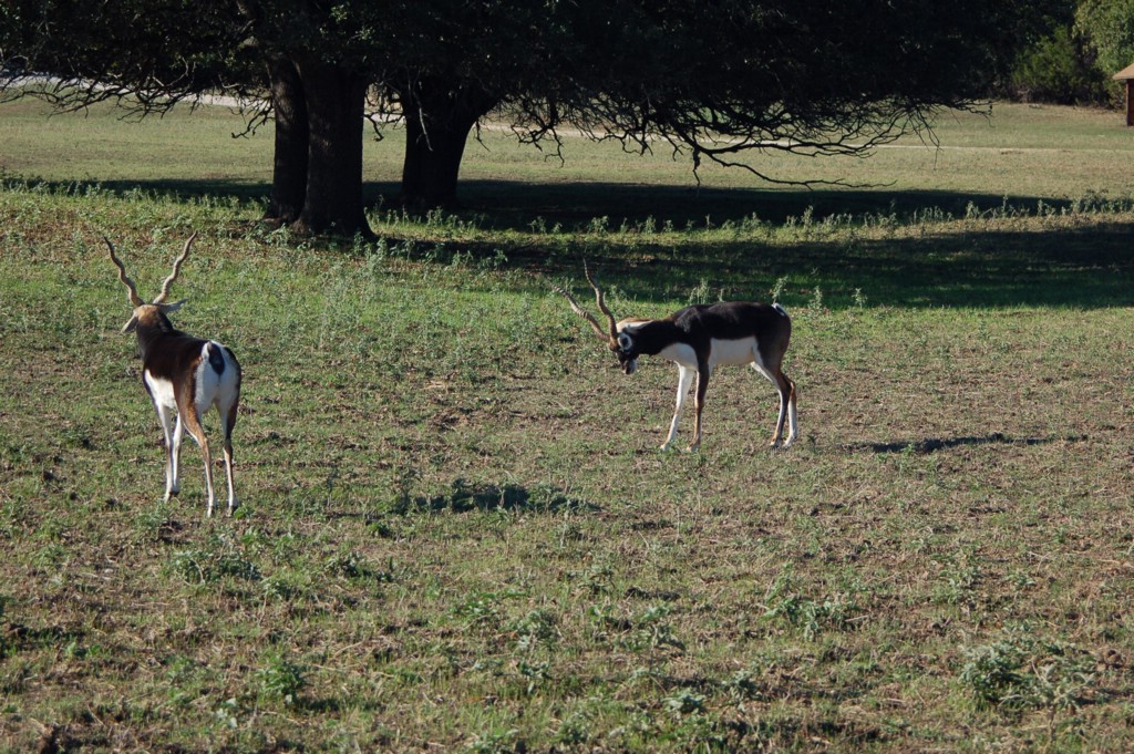 DSC_0031.JPG