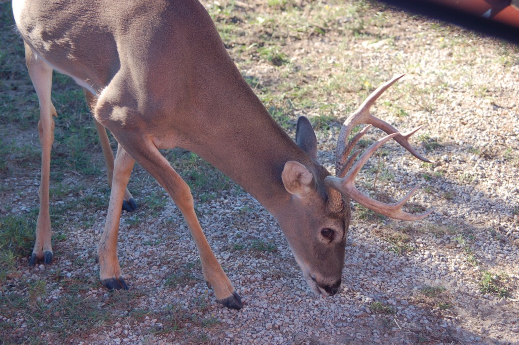 DSC_0033.JPG