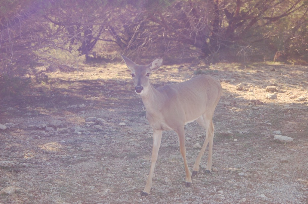 DSC_0038.JPG