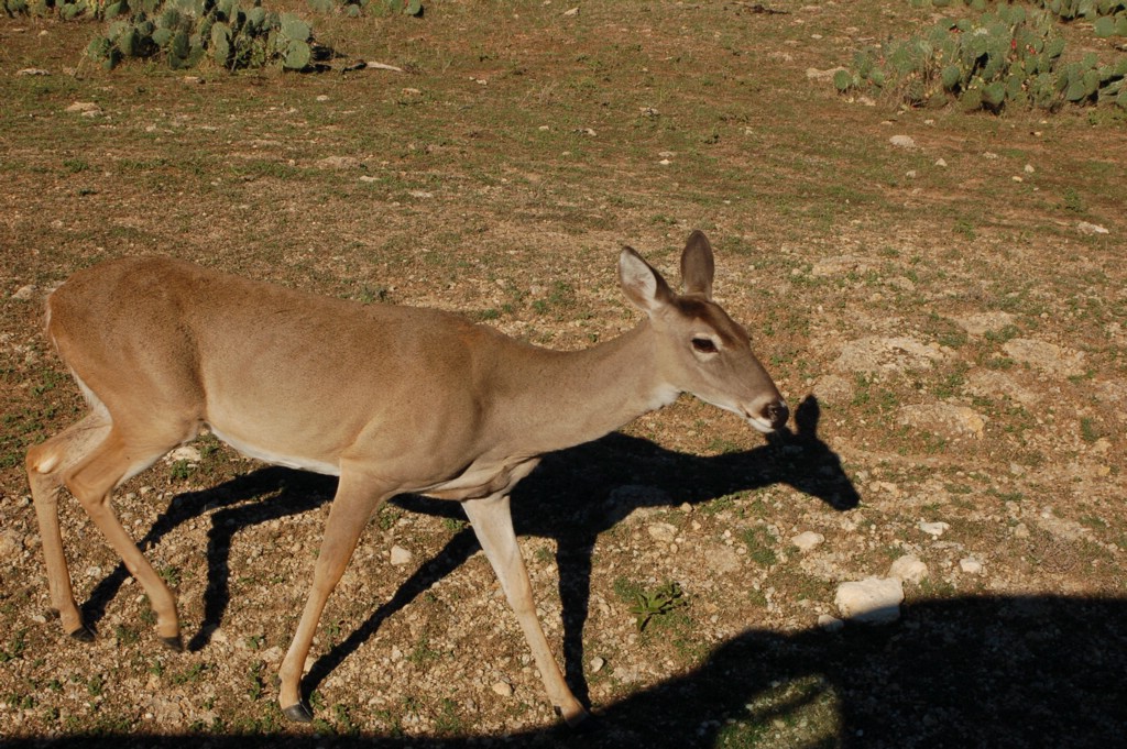 DSC_0039.JPG