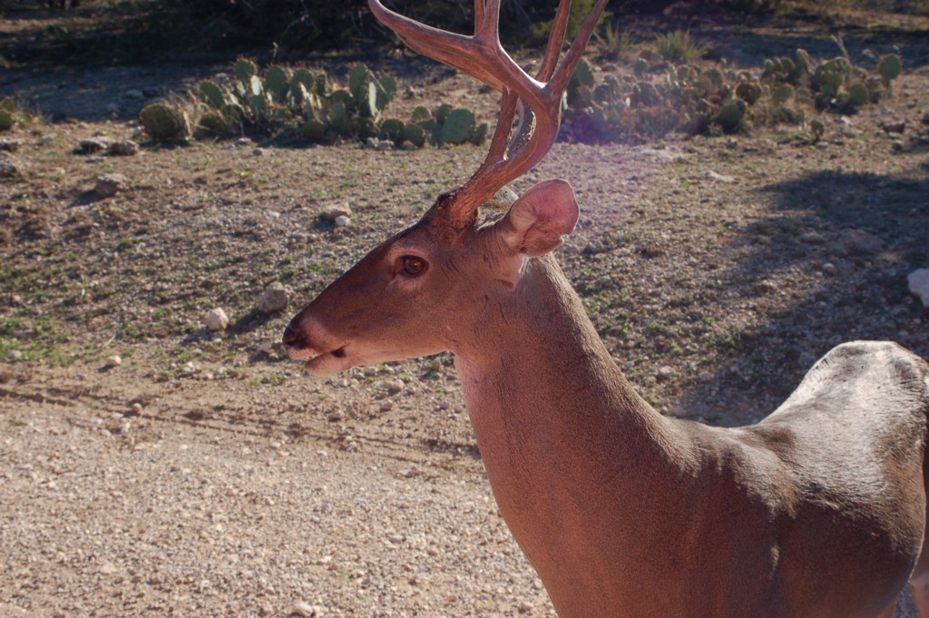 DSC_0042.JPG