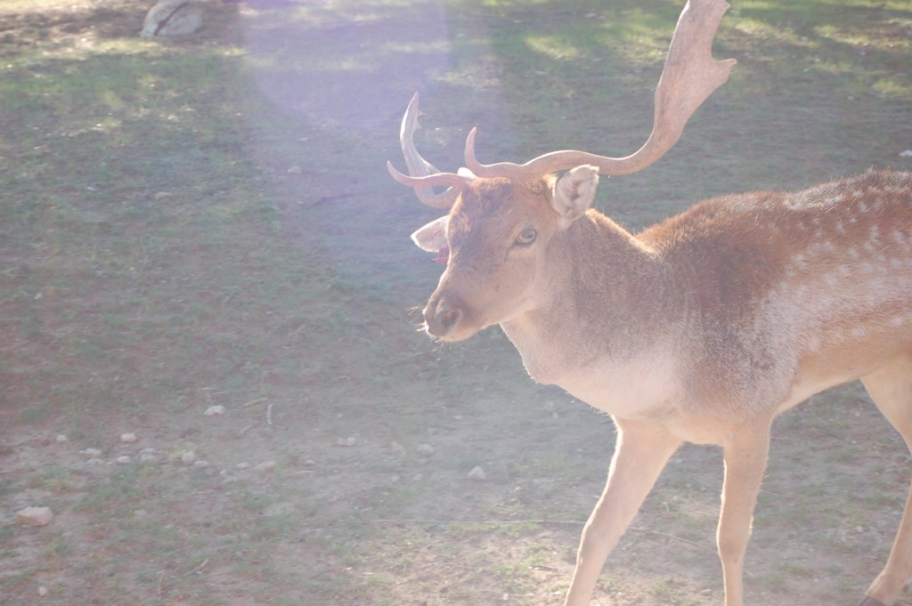 DSC_0051.JPG