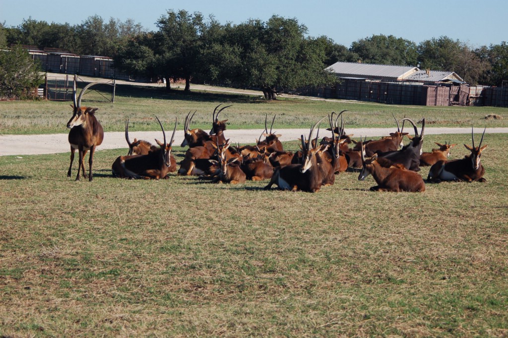 DSC_0055.JPG