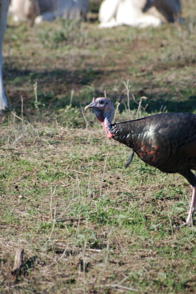 DSC_0063.JPG