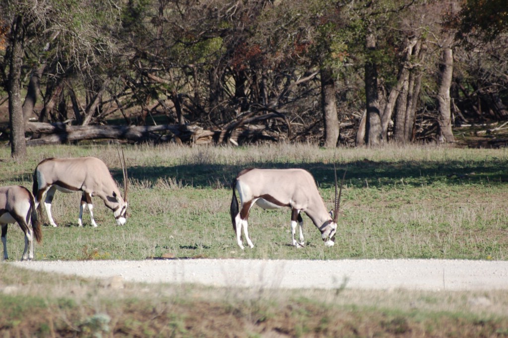 DSC_0066.JPG