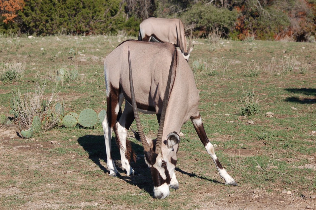 DSC_0068.JPG