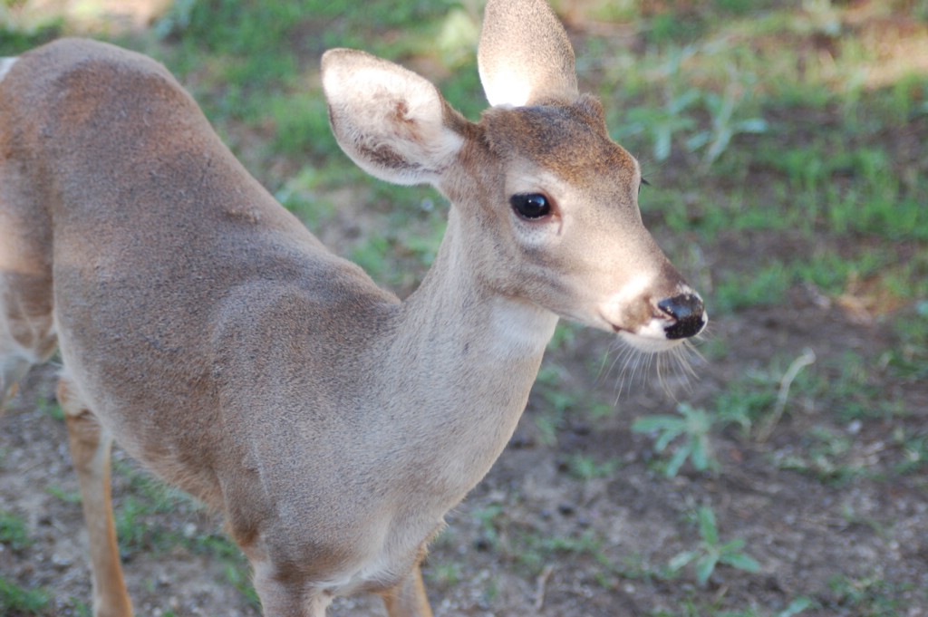 DSC_0073.JPG