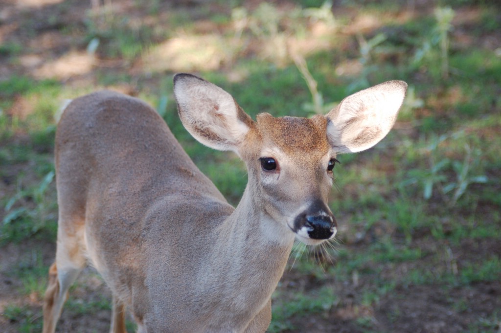DSC_0074.JPG