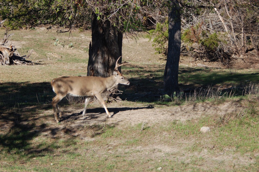 DSC_0078.JPG
