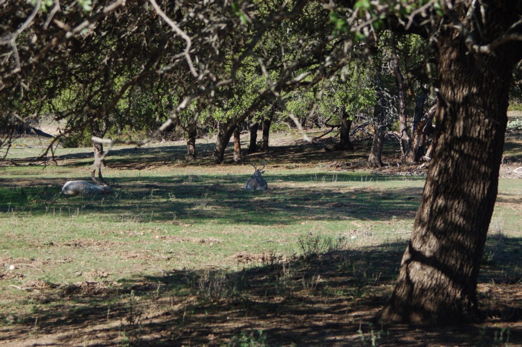 DSC_0082.JPG