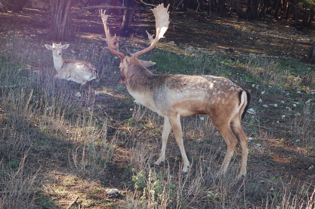 DSC_0085.JPG